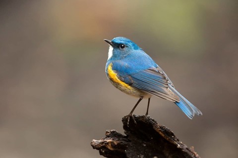 Himalayan Bluetail (Tarsiger rufilatus) male, Yunnan, China
