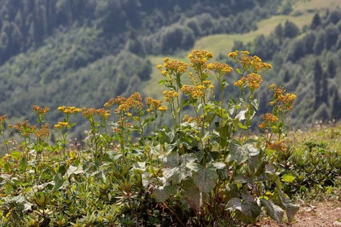 Krasnaya Polyana. Sochi. Krasnodar krai. Russia