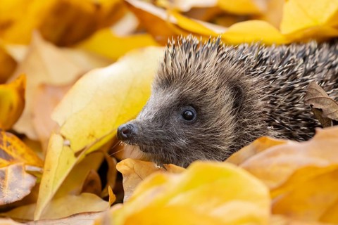 European hedgehog (Erinaceus europaeus) adult animal emerging from a pile of fallen autumn leaves