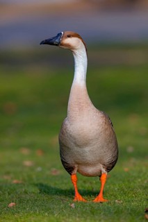 Swan goose, (Anser cygnoides), field goose, duck family, Europe, Luisenpark, Mannheim,