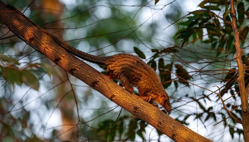 Pangolin climbing a tree, White-bellied pangolin (Phataginus tricuspis, Manis tricuspis), Western
