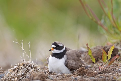 Common Ringed Plover (Charadrius hiaticula), Iceland