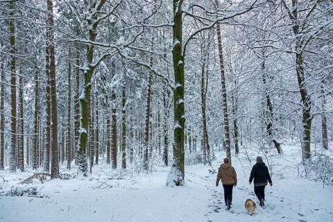 Two woman taking a walk with a dog through a snowy forest, winter, snow, Sieversen, Samtgemeinde