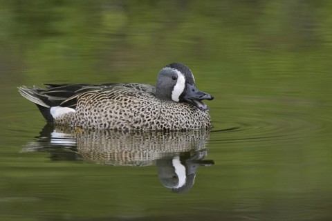 Blue-winged Teal (Spatula discors) male, Florida, USA