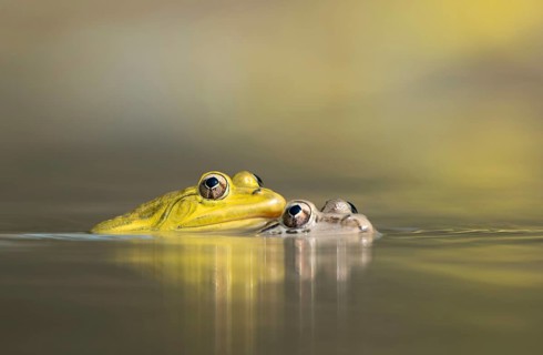 Male and female Indian bullfrog (Hoplobatrachus tigerinus) in a pond, sreepur, Gazipur, bangladesh