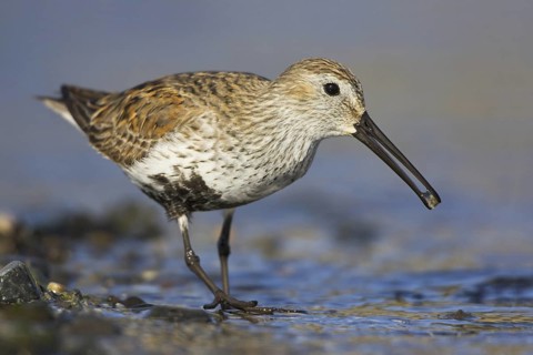 Dunlin (Calidris alpina), British Columbia, Canada