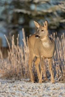 Roe deer standing in hoar frosted dead stinging nettle at minus 15 °C at sunrise. Trees and dead