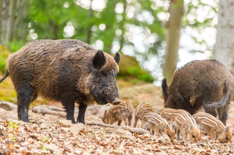 Wild boar (Sus scrofa) mother with her piglets (Squeaker) in a forest, Bavaria, Germany