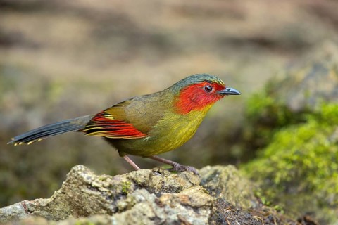 Red-faced Liocichla (Liocichla phoenicea), Yunnan, China