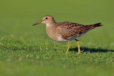 Pectoral Sandpiper (Calidris melanotos), British Columbia, Canada