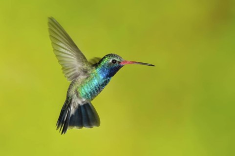 Broad-billed Hummingbird (Cynanthus latirostris), Arizona, USA