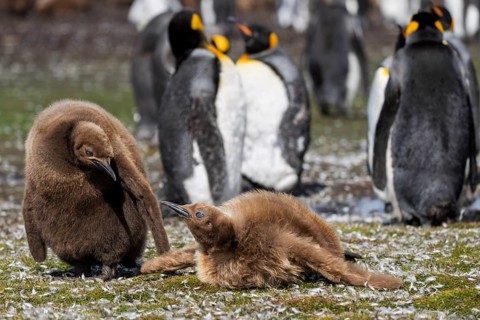King penguin (Aptenodytes patagonicus), two chicks in brown down plumage in the colony, adults in