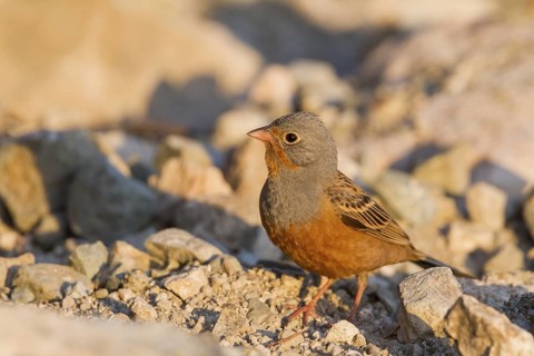 Cretzschmar's Bunting - Grauortolan - Emberiza caesia, Cyprus, adult male