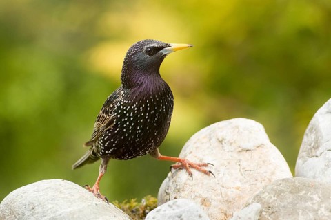 Common Starling (Sturnus vulgaris), Bavaria, Germany