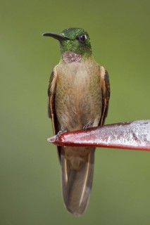 Fawn-breasted Brilliant (Heliodoxa rubinoides), Ecuador