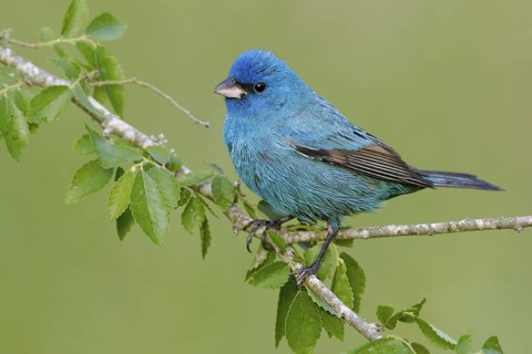 Indigo Bunting (Passerina cyanea) male, Texas, USA