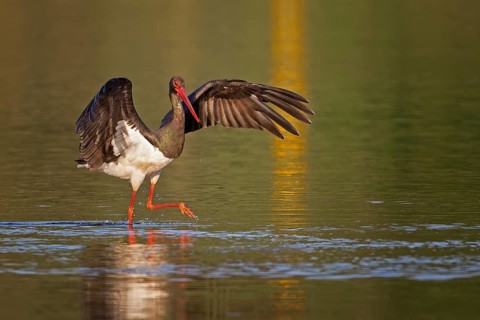 Black Stork (Ciconia nigra) foraging, Saxony-Anhalt, Germany