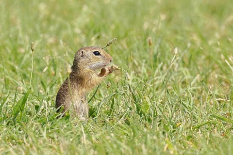 European ground squirrel (Spermophilus citellus) juvenile in a meadow, Burgenland Austria