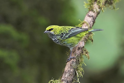 Speckled Tanager (Tangara guttata), Costa Rica