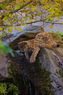 A Eurasian lynx (Lynx lynx) plays in the water above a small waterfall