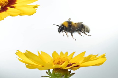 Garden bumblebee (Bombus hortorum) in flight on the flowers of the maiden's eye (Coreopsis