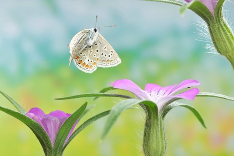 Male blue butterfly (Polyommatus icarus) in flight on the flowers of the corn cockle (Agrostemma