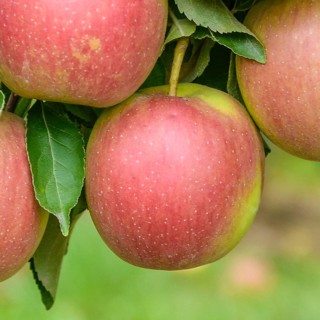 Winter apple (Malus domestica 'Pivita'),  Germany