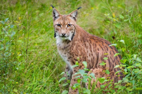 Eurasian lynx (Lynx lynx) in the middle of bushes in summer, Bavaria, Germany