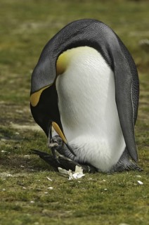 King Penguin (Aptenodytes patagonicus), Falkland Islands