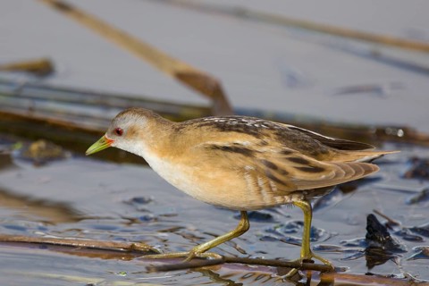 Little Crake (Porzana parva) female foraging, Greece