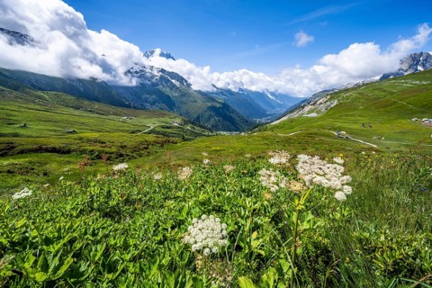 Flower meadow and mountain panorama with glaciated mountain peaks, view of Aiguille du Midi and