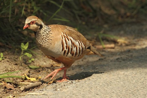 Red-legged Partridge (Alectoris rufa), Yorkshire Dales, United Kingdom