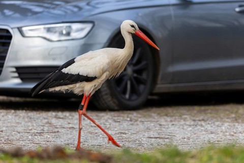 White stork (Ciconia ciconia), walking between cars, Affenberg, Salem, Lake Constance region,