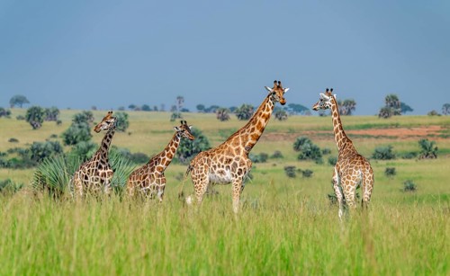 Rothschild's giraffes (Giraffa camelopardalis rothschildi) in green grass, Murchison Falls National