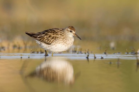 Sharp-tailed Sandpiper (Calidris acuminata), Victoria, Australia