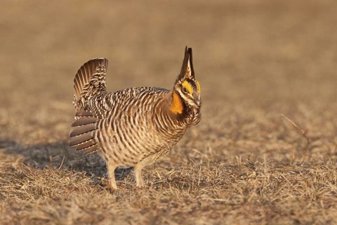 Greater Prairie Chicken (Tympanuchus cupido) male mating, Wisconsin, USA