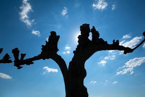 Silhouette of a trimmed Tilia × europaea lime tree (Tilia × europaea) in the Festonallee against