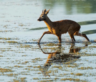 Roe deer (Capreolus capreolus), young roe buck running through the shallow water zone of a lake,