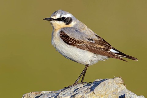Wheatear, (Oenanthe oenanthe), biotope, habitat, animals, birds, family of passerines, perch,