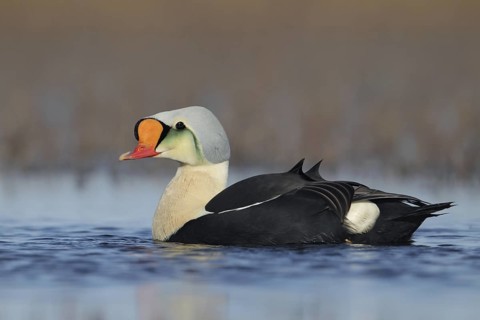 King Eider (Somateria spectabilis) male, Alaska, USA
