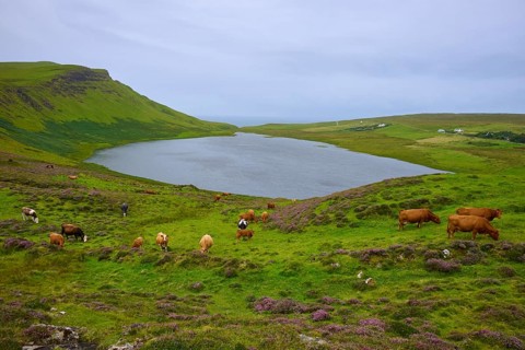 Cows grazing on a green hill meadow next to a calm lake under a cloudy sky, Loch Mor Viewpoint,