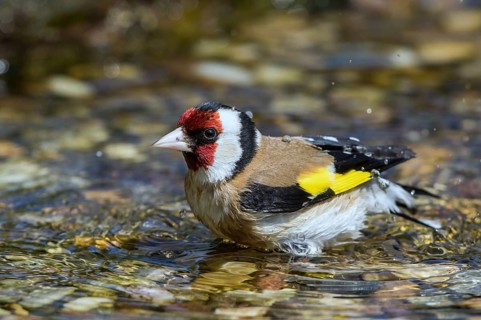 European Goldfinch (Carduelis carduelis) male bathing in a little stream, Mecklenburg-Western