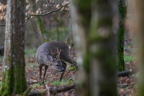 Roebuck in spring, Bitburg, Rhineland-Palatinate, Germany