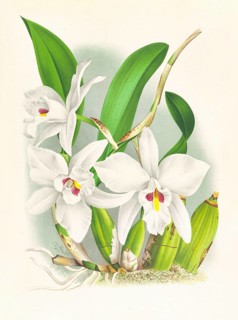 Orchid, Laelia anceps var hyeana, authentic reproduction of an illustration by Jean Jules Linden