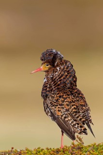 Ruff, (Philomachus pugnax), animals, birds, plumage during mating season, snipe bird, courtship,