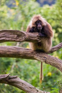 Portrait of an adult male Gelada (Theropithecus gelada), or bleeding-heart monkey, resting on a log