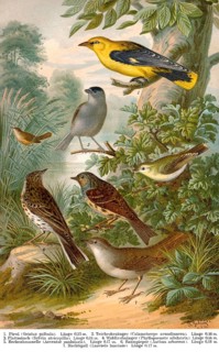 Historical illustration, 19th Century, middle-europe songbirds, mitteuropäische Singvögel,