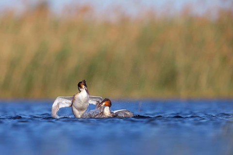 Great Crested Grebe, (Podiceps Scalloped ribbonfish), courtship behaviour, two individuals, Hides