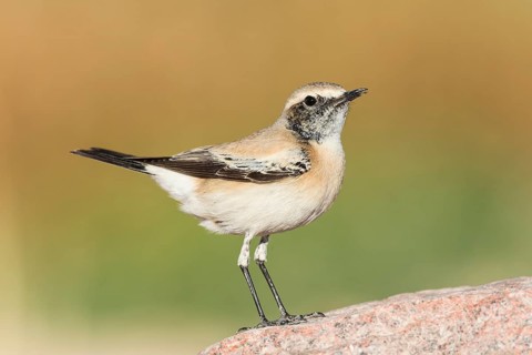 Desert Wheatear (Oenanthe deserti homochroa) Eilat, Israel