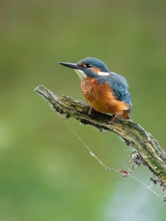 Kingfisher (Alcedo atthis) sitting on an old branch, perch and looking for prey, Lower Saxony,